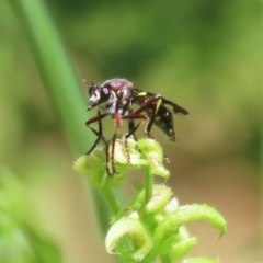 Daptolestes limbipennis at Paddys River, ACT - 10 Nov 2022