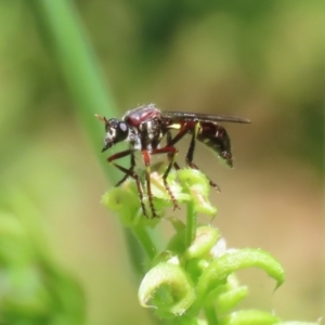 Daptolestes limbipennis at Paddys River, ACT - 10 Nov 2022 12:27 PM