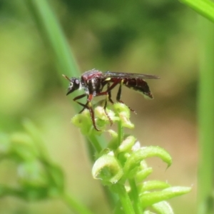 Daptolestes limbipennis at Paddys River, ACT - 10 Nov 2022 12:27 PM