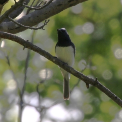 Myiagra rubecula (Leaden Flycatcher) at Point Hut to Tharwa - 10 Nov 2022 by RodDeb