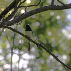 Myiagra rubecula at Paddys River, ACT - 10 Nov 2022 11:04 AM