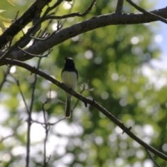 Myiagra rubecula at Paddys River, ACT - 10 Nov 2022 11:04 AM