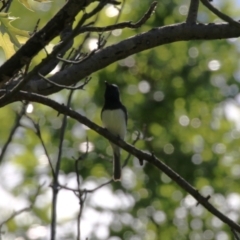 Myiagra rubecula at Paddys River, ACT - 10 Nov 2022 11:04 AM