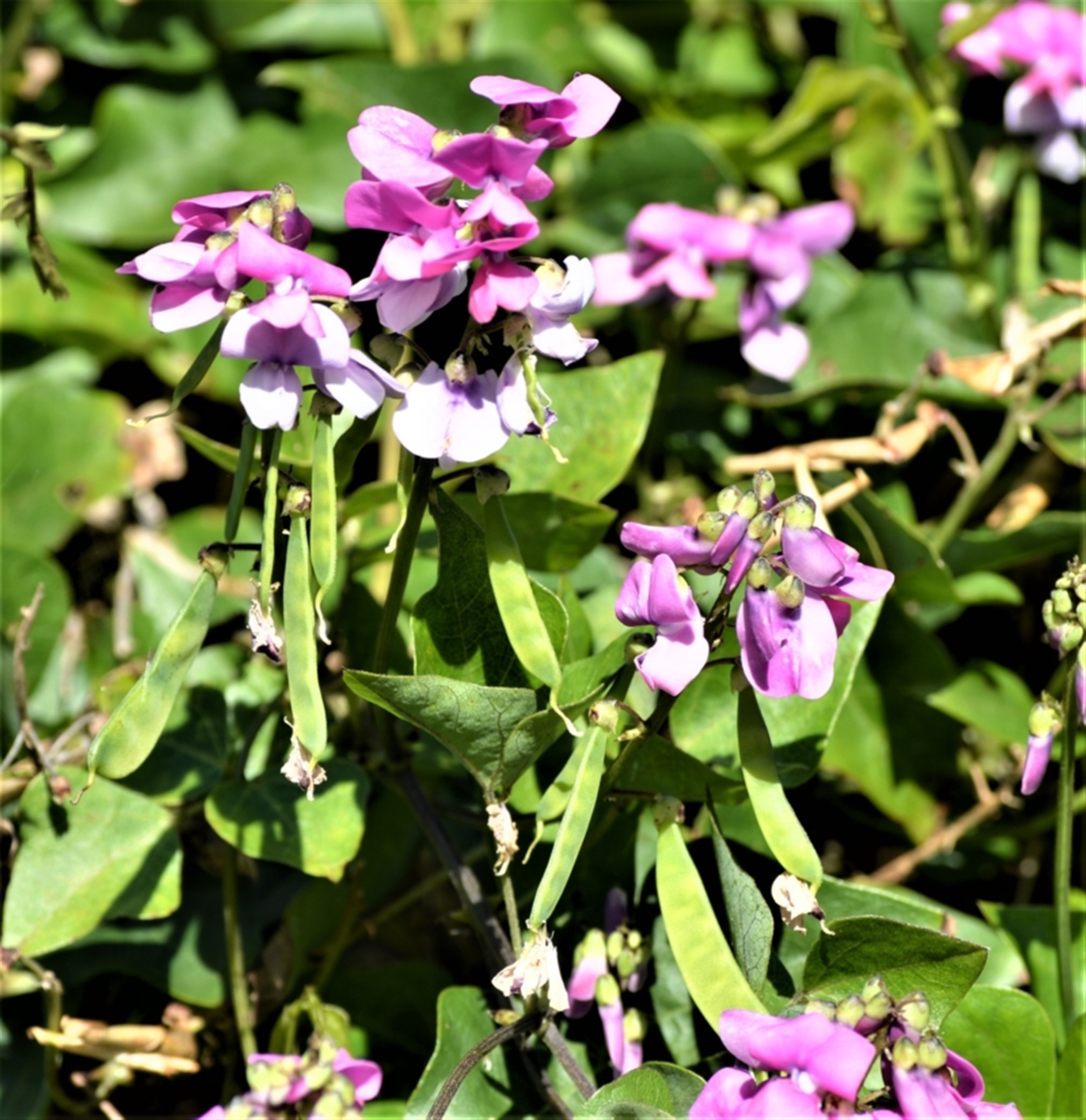 Dipogon lignosus at Narooma, NSW - 10 Nov 2022 07:13 PM