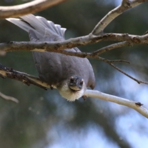 Philemon corniculatus at Paddys River, ACT - 10 Nov 2022 12:05 PM