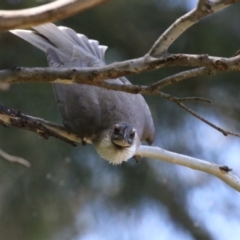 Philemon corniculatus (Noisy Friarbird) at Paddys River, ACT - 10 Nov 2022 by RodDeb