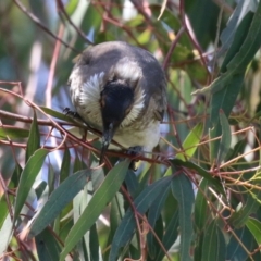 Philemon corniculatus at Paddys River, ACT - 10 Nov 2022 12:05 PM