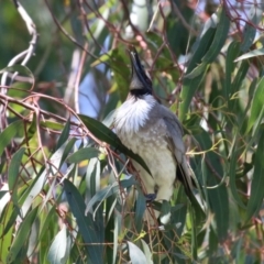 Philemon corniculatus at Paddys River, ACT - 10 Nov 2022 12:05 PM