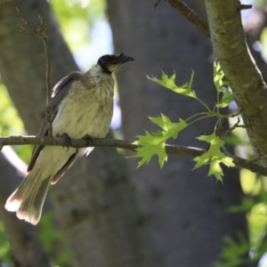 Philemon corniculatus at Paddys River, ACT - 10 Nov 2022 12:05 PM