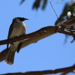 Philemon corniculatus at Paddys River, ACT - 10 Nov 2022 12:05 PM