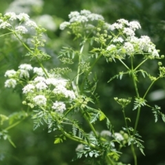 Conium maculatum (Hemlock) at Point Hut to Tharwa - 10 Nov 2022 by RodDeb