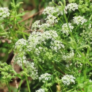 Conium maculatum at Paddys River, ACT - 10 Nov 2022 12:37 PM