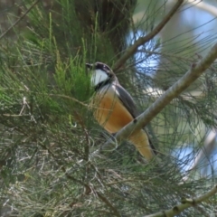 Pachycephala rufiventris (Rufous Whistler) at Paddys River, ACT - 10 Nov 2022 by RodDeb