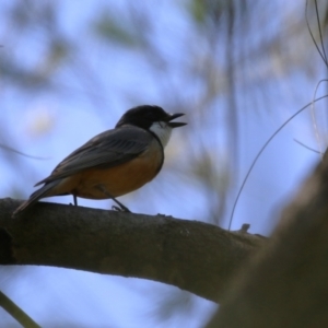 Pachycephala rufiventris at Paddys River, ACT - 10 Nov 2022