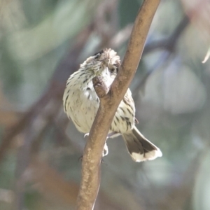 Pyrrholaemus sagittatus at Tennent, ACT - 8 Nov 2022