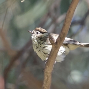 Pyrrholaemus sagittatus at Tennent, ACT - 8 Nov 2022 10:25 AM