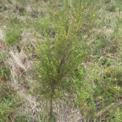 Cassinia sifton (Sifton Bush, Chinese Shrub) at Googong, NSW - 11 Nov 2022 by SteveBorkowskis