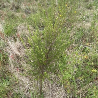 Cassinia sifton (Sifton Bush, Chinese Shrub) at Googong, NSW - 11 Nov 2022 by SteveBorkowskis