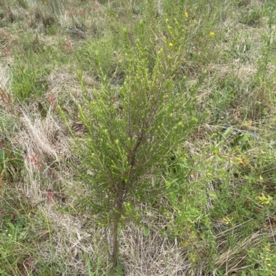 Cassinia sifton (Sifton Bush, Chinese Shrub) at Googong Foreshore - 11 Nov 2022 by Steve_Bok