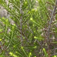 Cassinia sifton at Googong, NSW - 11 Nov 2022 11:05 AM