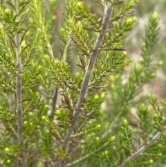 Cassinia sifton at Googong, NSW - 11 Nov 2022 11:05 AM