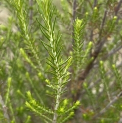 Cassinia sifton at Googong, NSW - 11 Nov 2022 11:05 AM