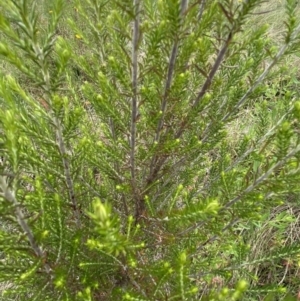 Cassinia sifton at Googong, NSW - 11 Nov 2022 11:05 AM