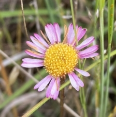 Erigeron karvinskianus (Seaside Daisy) at QPRC LGA - 10 Nov 2022 by Steve_Bok