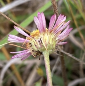 Erigeron karvinskianus at Googong, NSW - 11 Nov 2022