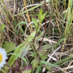 Erigeron karvinskianus at Googong, NSW - 11 Nov 2022