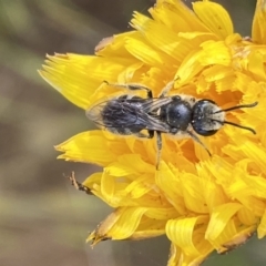 Lasioglossum (Chilalictus) lanarium (Halictid bee) at Googong, NSW - 11 Nov 2022 by SteveBorkowskis