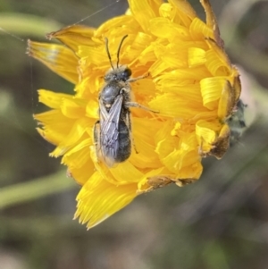 Lasioglossum (Chilalictus) lanarium at Googong, NSW - 11 Nov 2022