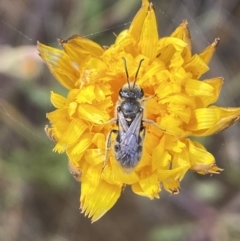 Lasioglossum (Chilalictus) lanarium at Googong, NSW - 11 Nov 2022