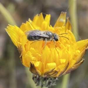 Lasioglossum (Chilalictus) lanarium at Googong, NSW - 11 Nov 2022