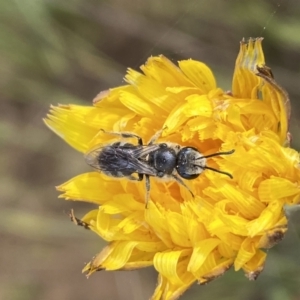 Lasioglossum (Chilalictus) lanarium at Googong, NSW - 11 Nov 2022