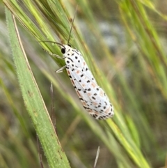 Utetheisa (genus) (A tiger moth) at QPRC LGA - 10 Nov 2022 by Steve_Bok