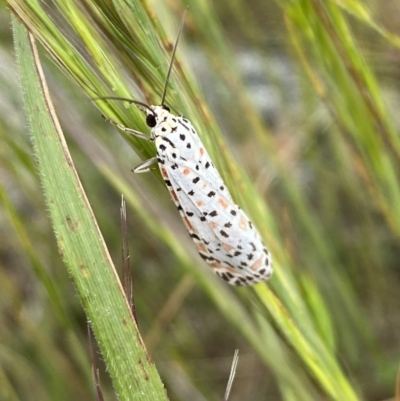 Utetheisa (genus) (A tiger moth) at Googong, NSW - 10 Nov 2022 by Steve_Bok
