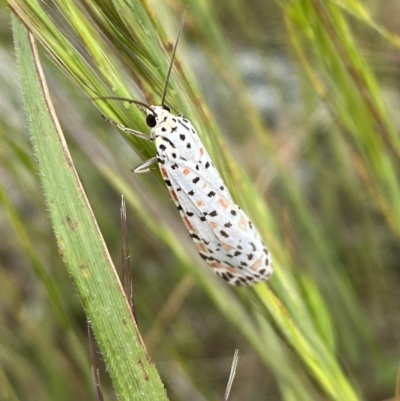 Utetheisa (genus) (A tiger moth) at QPRC LGA - 10 Nov 2022 by Steve_Bok