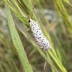 Utetheisa (genus) at Googong, NSW - 11 Nov 2022 10:45 AM