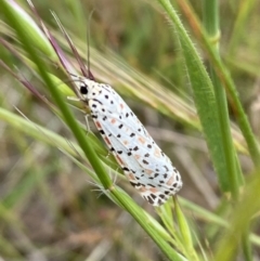 Utetheisa (genus) at Googong, NSW - 11 Nov 2022 10:45 AM