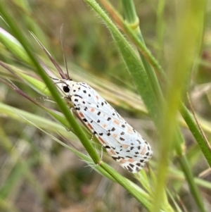 Utetheisa (genus) at Googong, NSW - 11 Nov 2022