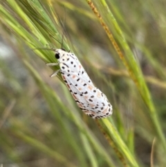 Utetheisa (genus) at Googong, NSW - 11 Nov 2022 10:45 AM