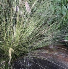 Unverified Grass at Macquarie, ACT - 11 Nov 2022 by JohnGiacon
