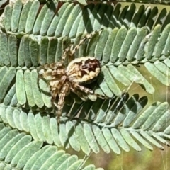 Salsa fuliginata (Sooty Orb-weaver) at Percival Hill - 8 Nov 2022 by KMcCue