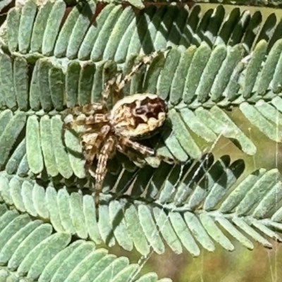 Salsa fuliginata (Sooty Orb-weaver) at Nicholls, ACT - 9 Nov 2022 by KMcCue