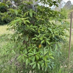 Pittosporum undulatum (sweet pittosporum) at Kangaroo Valley, NSW - 11 Nov 2022 by lbradley