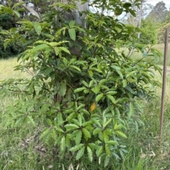 Pittosporum undulatum (Sweet Pittosporum) at Kangaroo Valley, NSW - 11 Nov 2022 by lbradleyKV