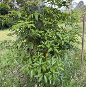 Pittosporum undulatum at Kangaroo Valley, NSW - 11 Nov 2022