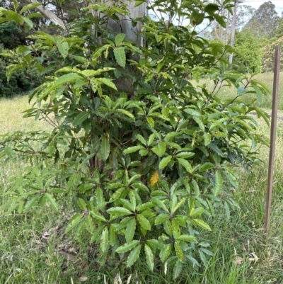 Pittosporum undulatum (Sweet Pittosporum) at Kangaroo Valley, NSW - 11 Nov 2022 by lbradley