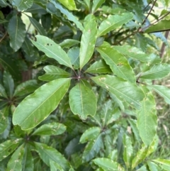 Pittosporum undulatum at Kangaroo Valley, NSW - 11 Nov 2022